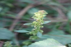 Rumex dentatus